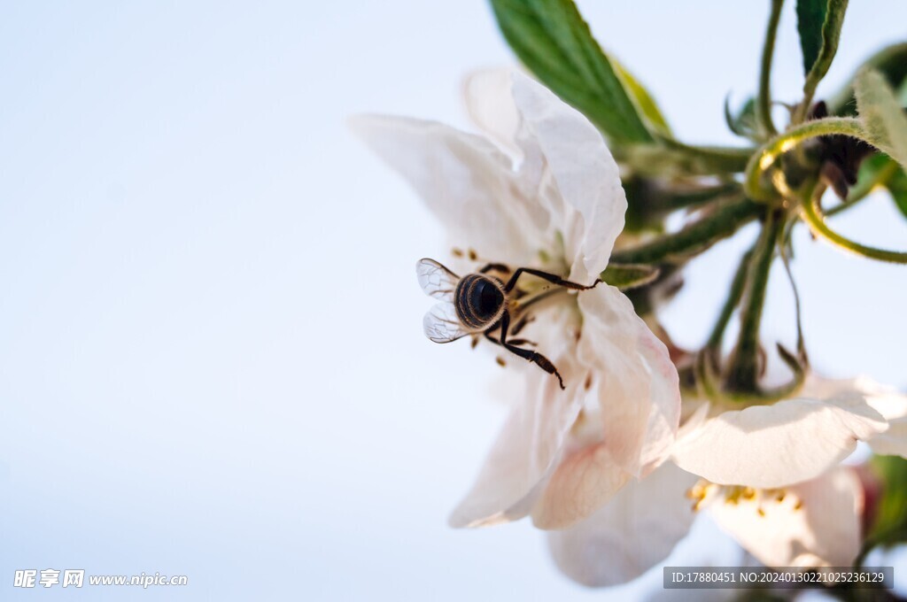 蜜蜂