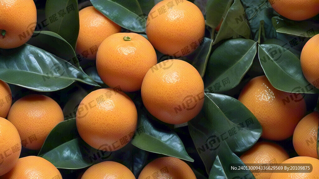 砂糖橘丰收为背景 平面广告