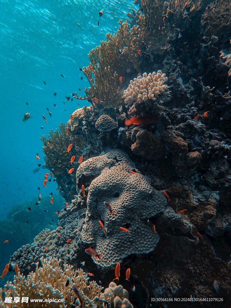 海底鱼群