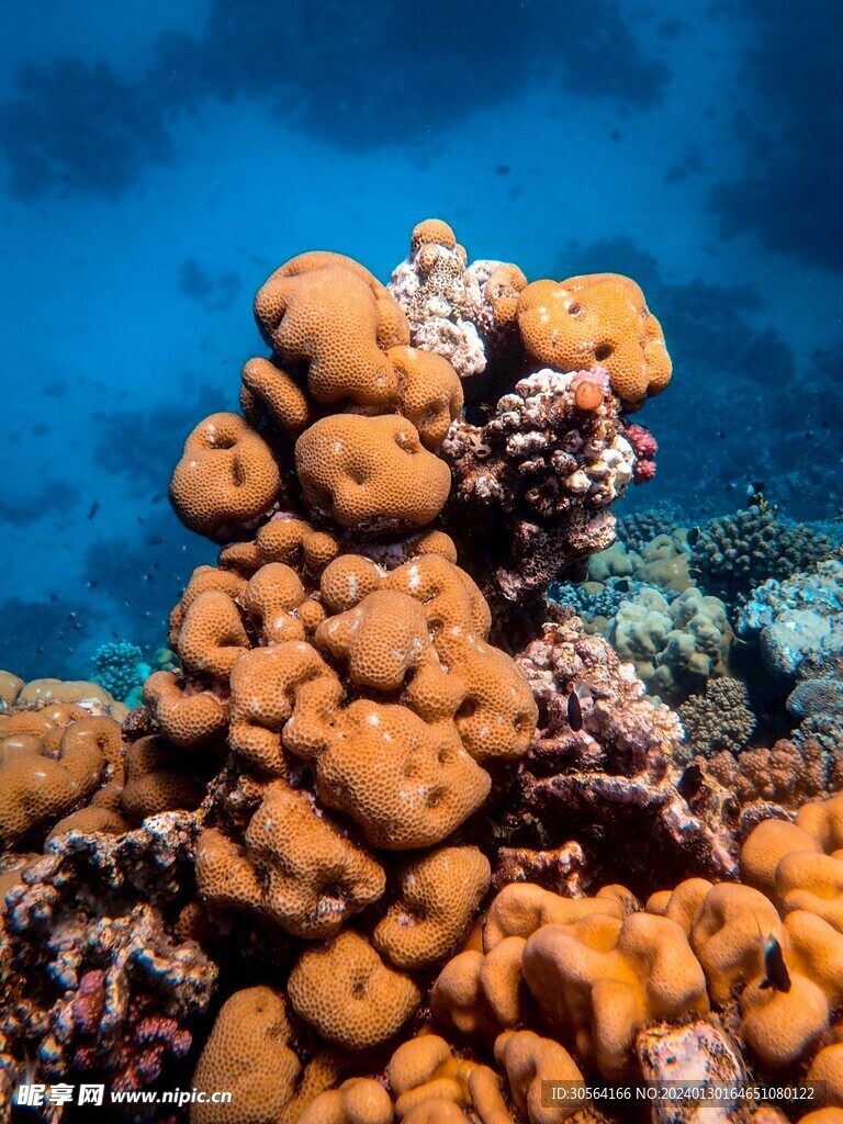 珊瑚礁