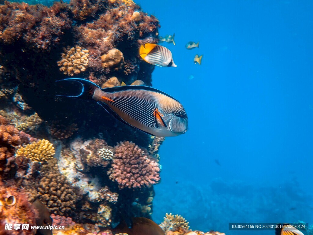 海底鱼群