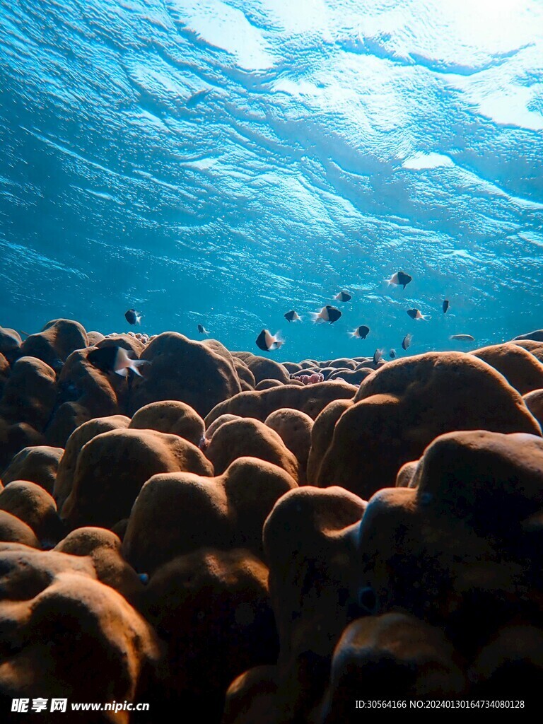 海底鱼群