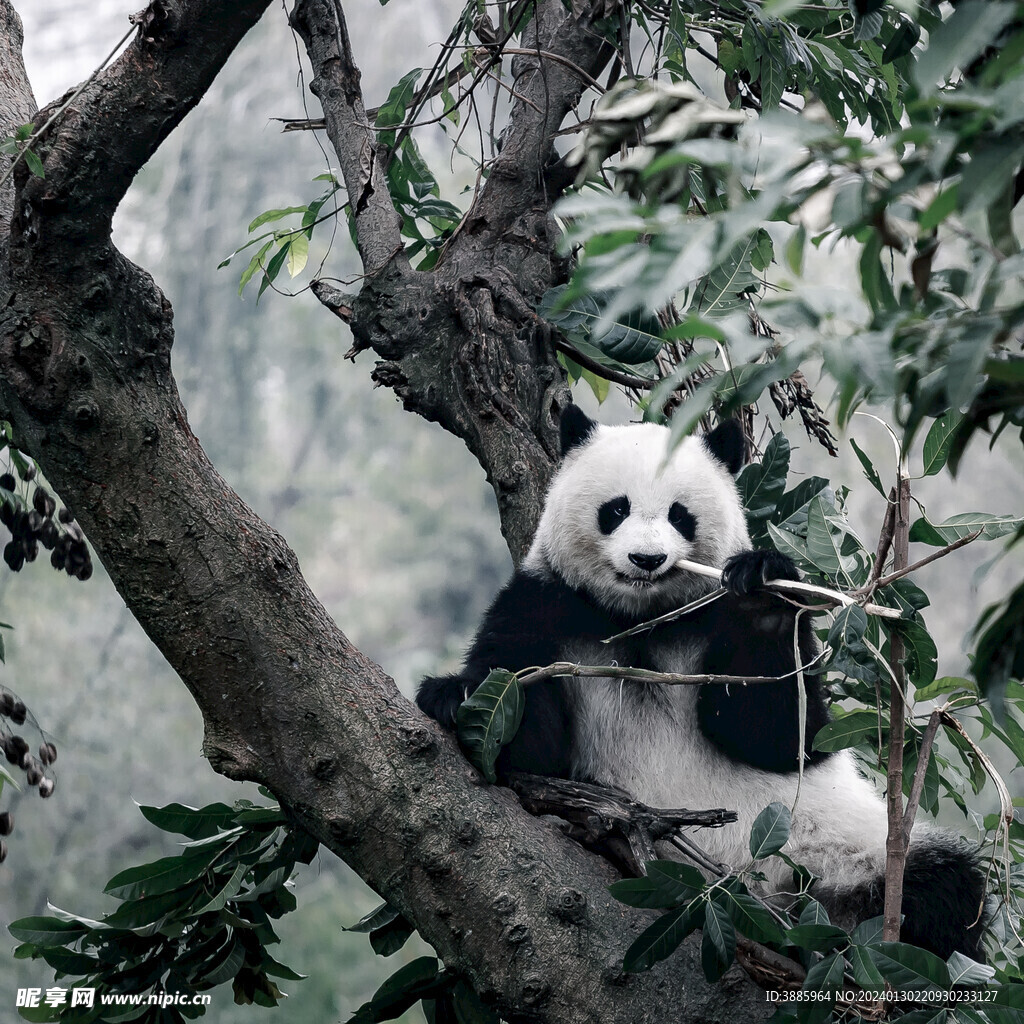 熊猫图片