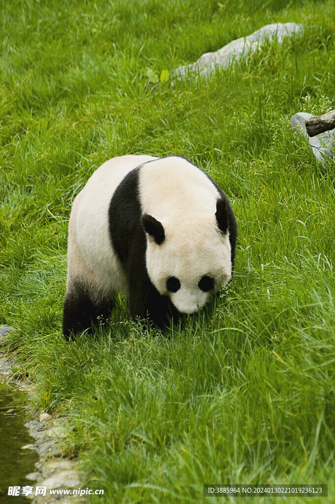 熊猫图片