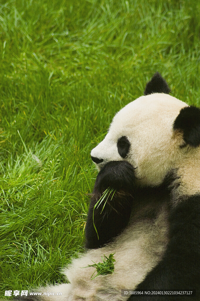 熊猫图片
