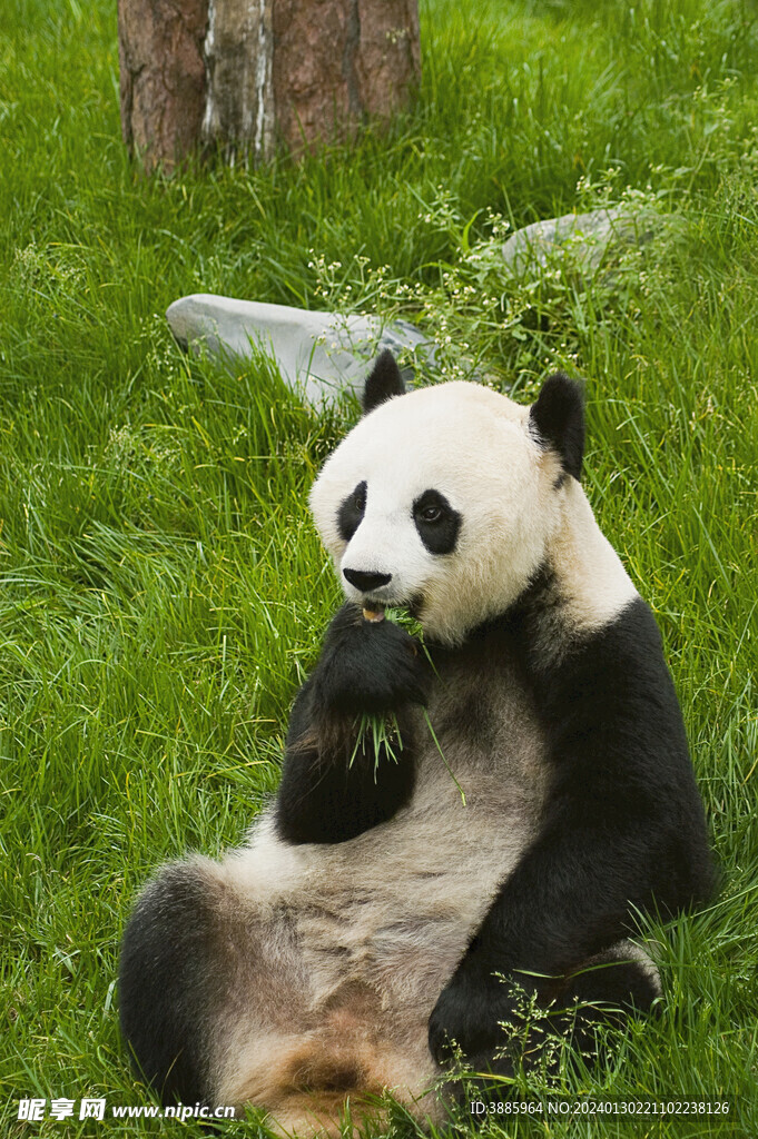 熊猫图片