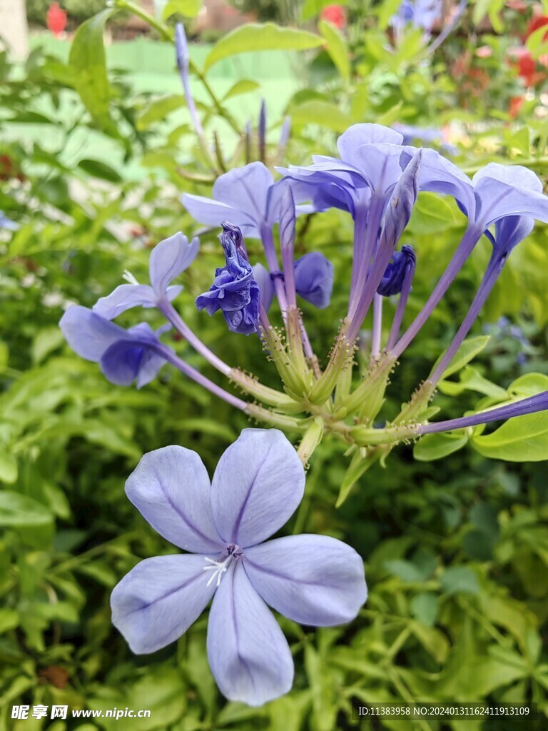 蓝花丹