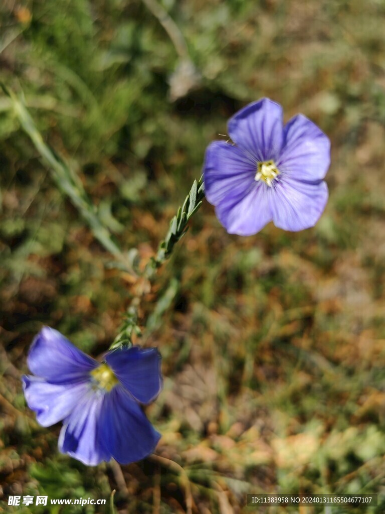 宿根亚麻