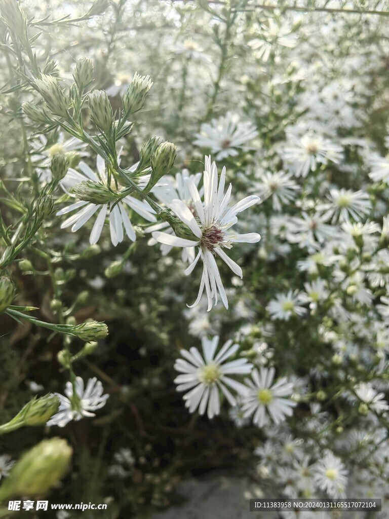 柳叶白菀