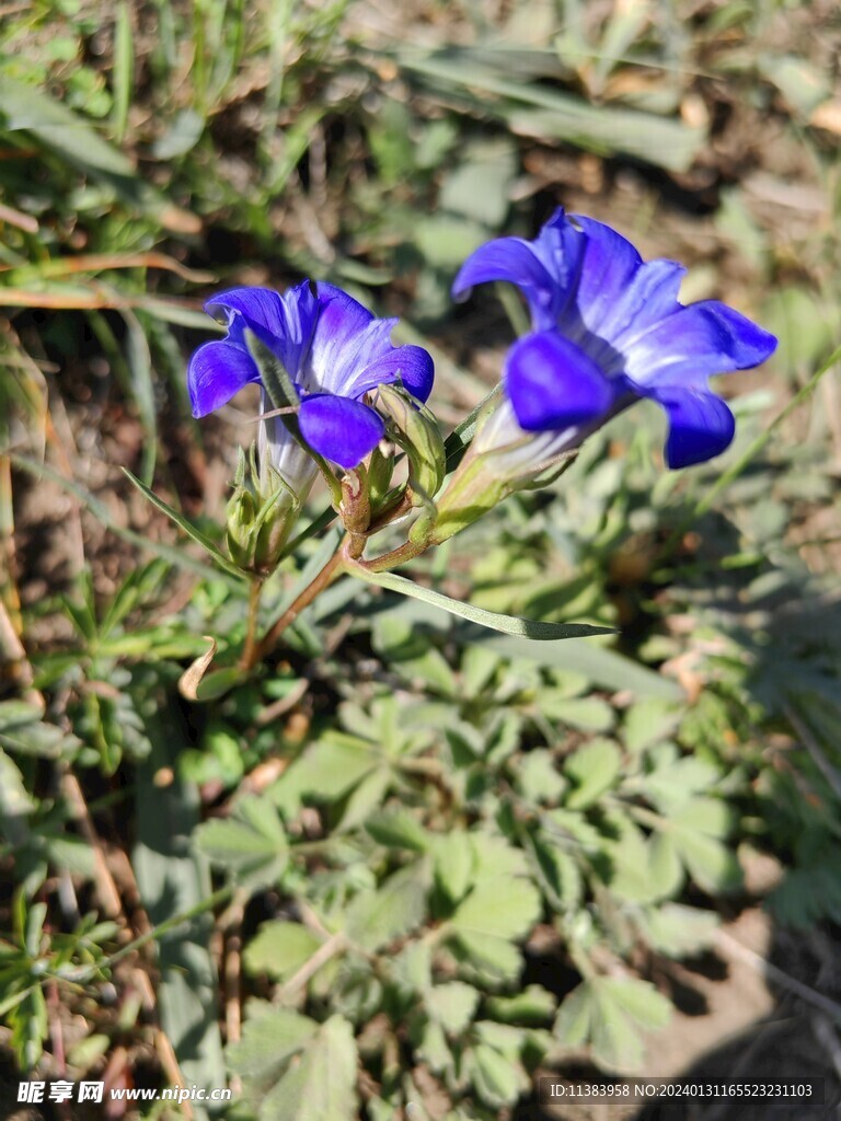 达乌里秦艽
