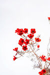 腊梅花
