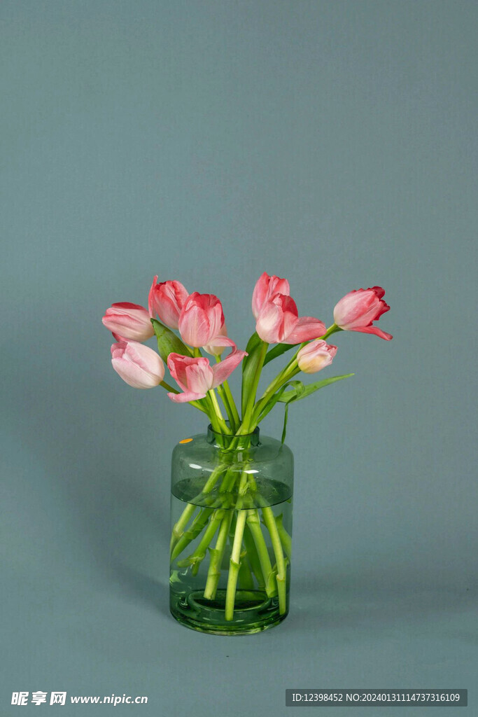 郁金香鲜花