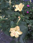茉莉花