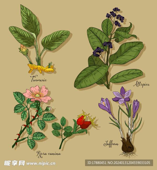 草本植物手绘草图