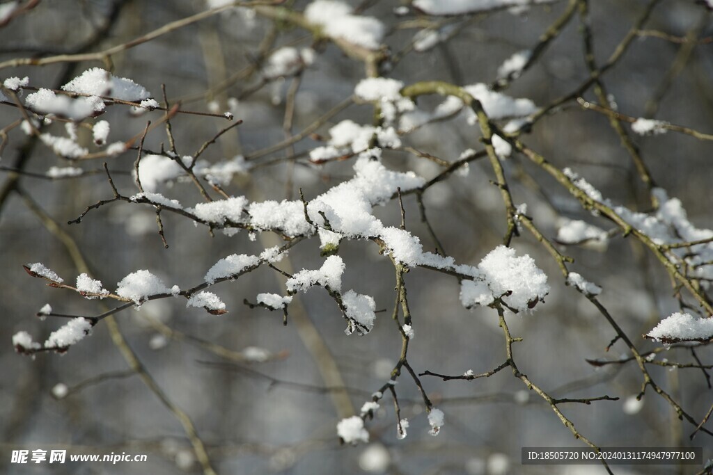 落雪