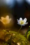 海葵花