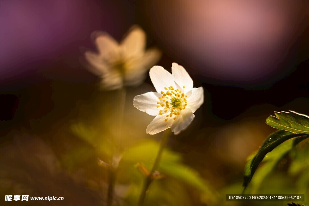 木海葵花