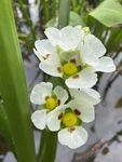 爆米花慈姑
