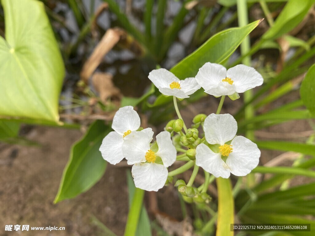 泽泻茨菇