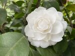 白色茶花