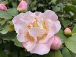 粉色香妃茶花