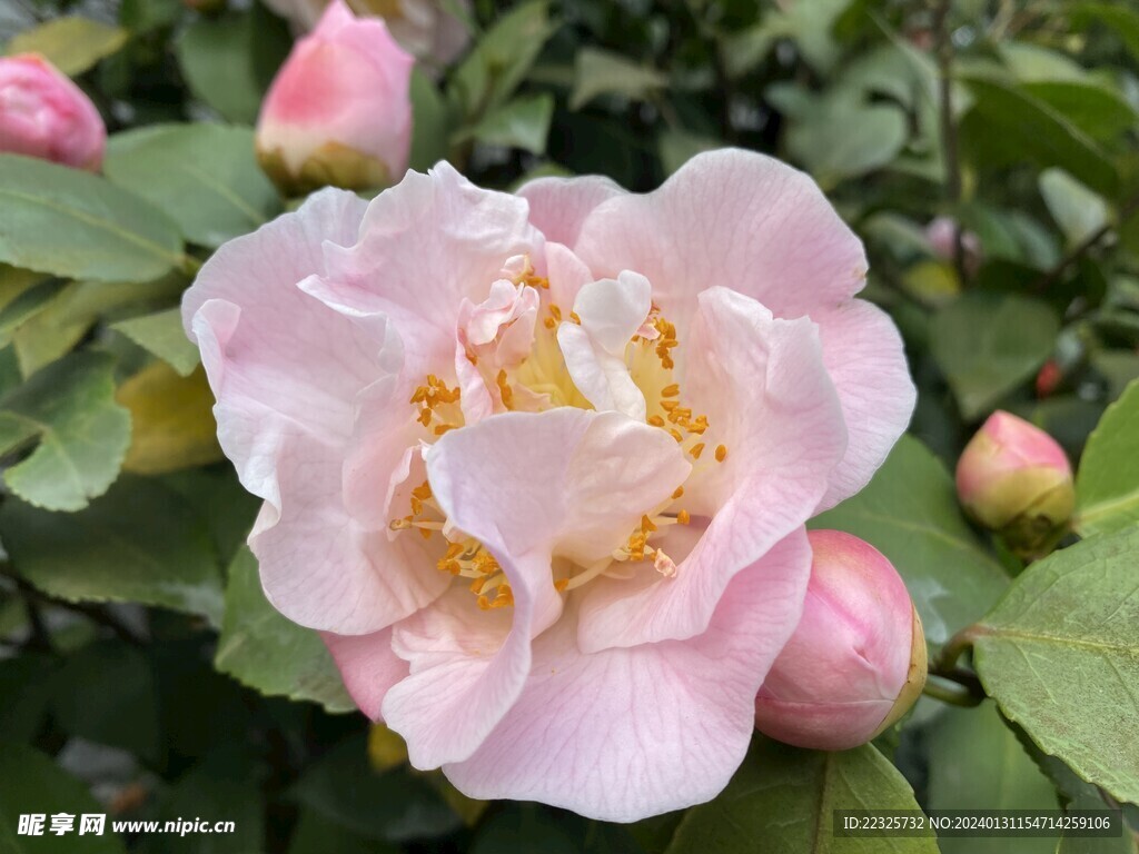 粉色香妃茶花