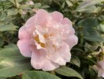 粉色茶花