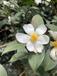 野山茶花