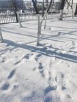 雪景