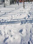 雪景