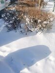  雪景
