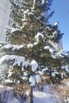 雪松