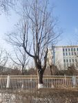 树枝