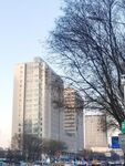 树枝