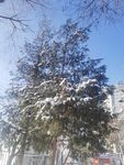 雪松