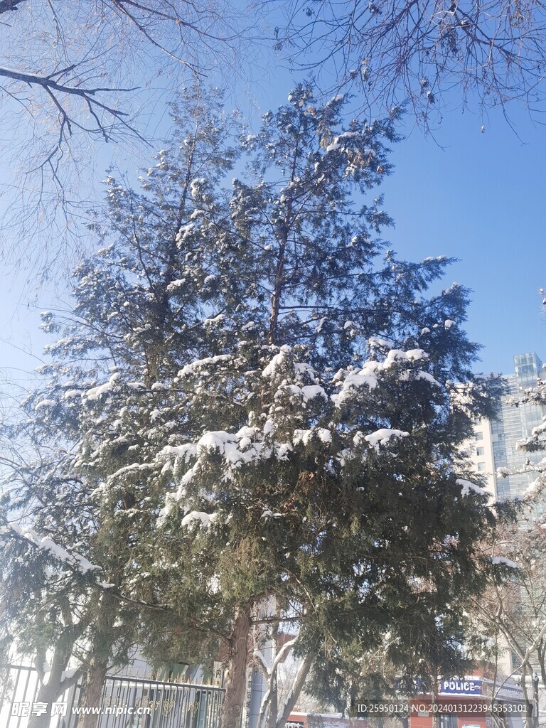 雪松