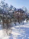 雪景