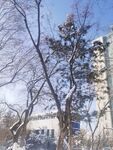 树枝