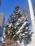 雪松