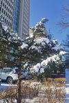 雪松