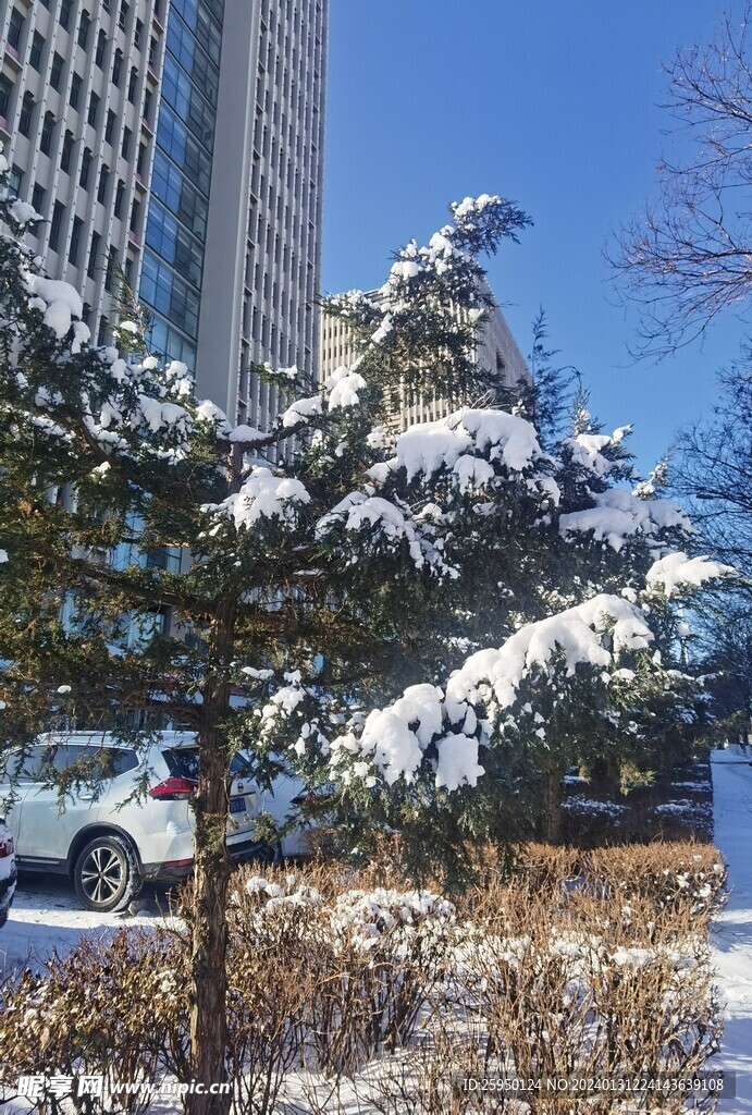 雪松