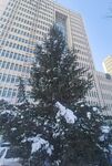 雪松