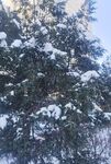 雪松