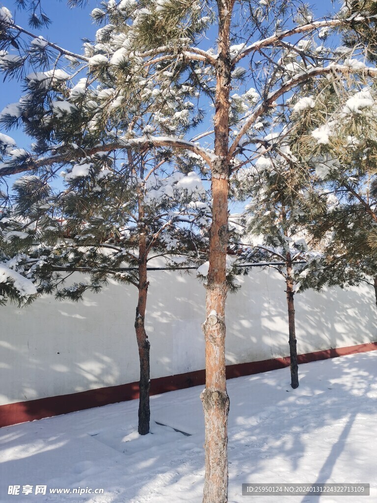 雪松
