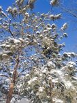 雪松