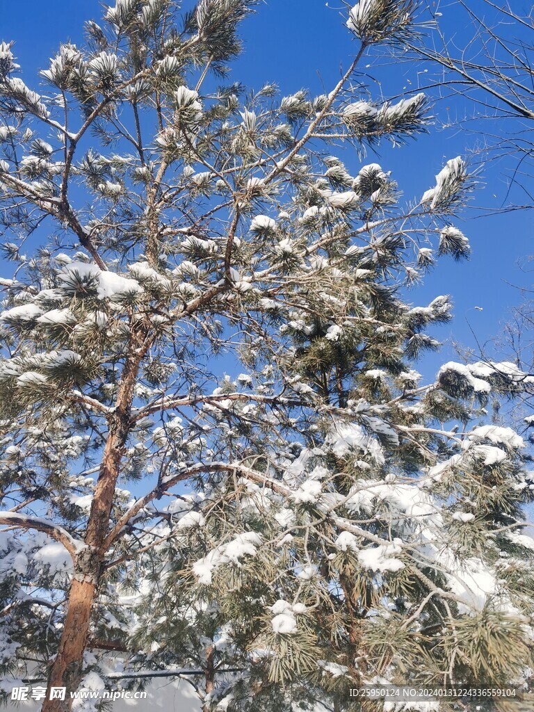 雪松