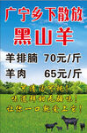 黑山羊