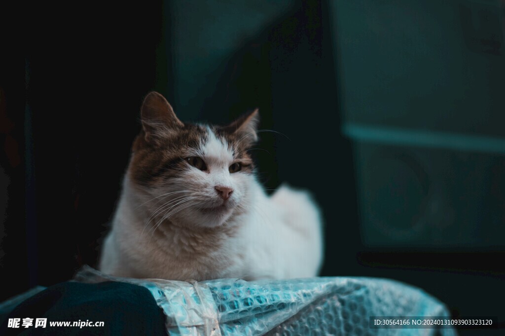 猫