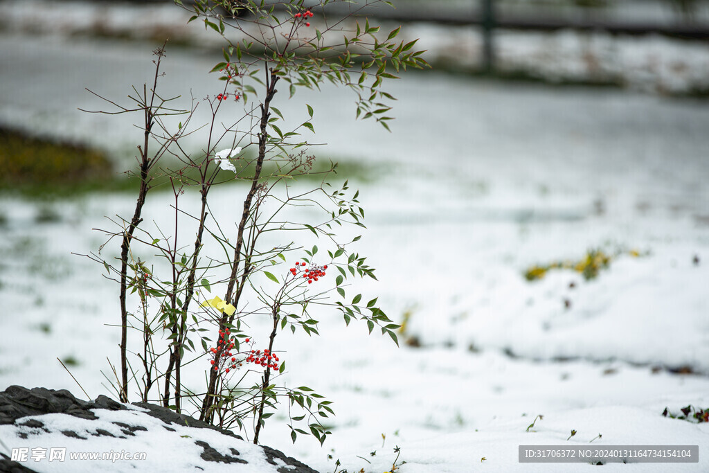 雪地