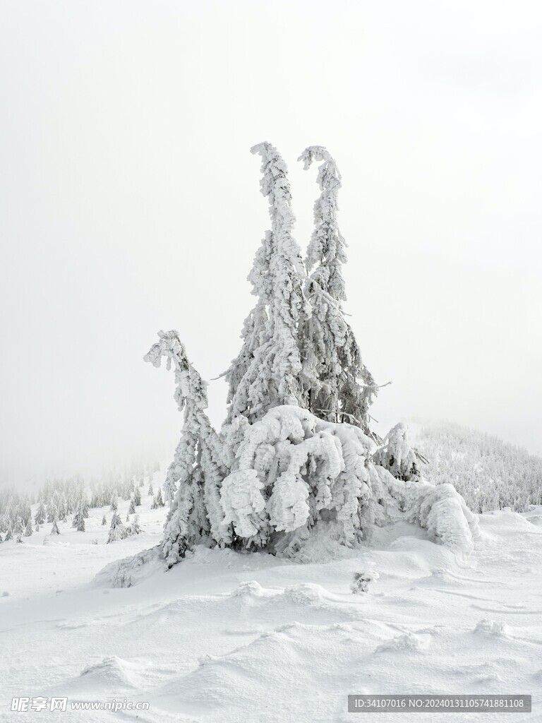 大雪树木杉树雪地